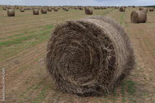 Картината върху платно Vue d'ensemble d'un champ dans la Somme en France, avec des balles de paille de lin dispersées, et un rouleau au premier plan