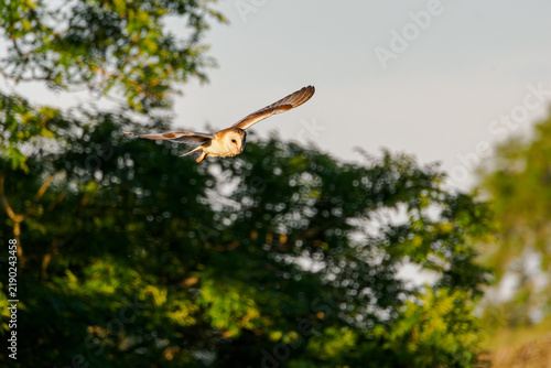 Schleiereule (Tyto alba) im Flug vor einem Baum