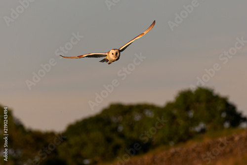 Schleiereule (Tyto alba)  fliegt in der Dämmerung über einen Hügel in den Yorkshire Dales