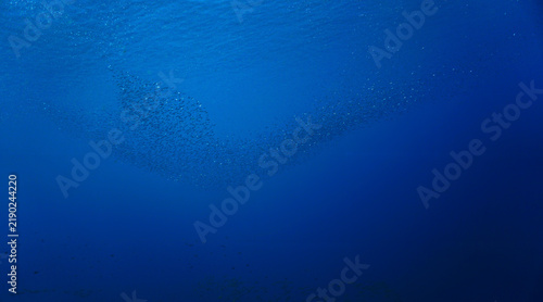 School of small fish in the blue ocean in rays of sunlight. Underwater photo - Scuba diving art.