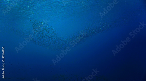 School of small fish in the blue ocean in rays of sunlight. Underwater photo - Scuba diving art.