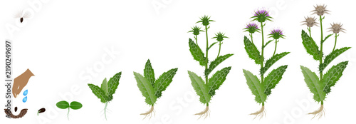 Cycle of growth of milk thistle plant on a white background..eps