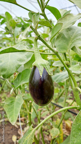 Organically grown eggplant, selective focus.