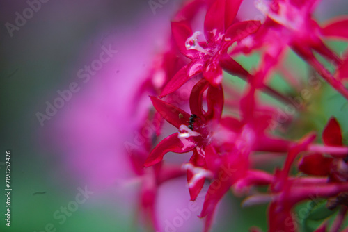 Red Flower Detail with Purple Background