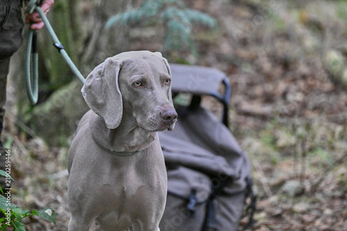 Fotografie portrait of a shorthaired weimaraner
