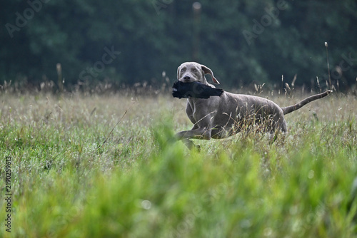 фотографія short haired weimaraner retrieving a crow in a field