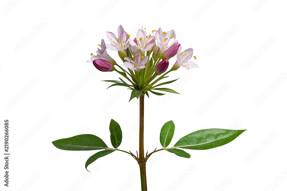 Fototapeta premium Purple and white flowering plant stem