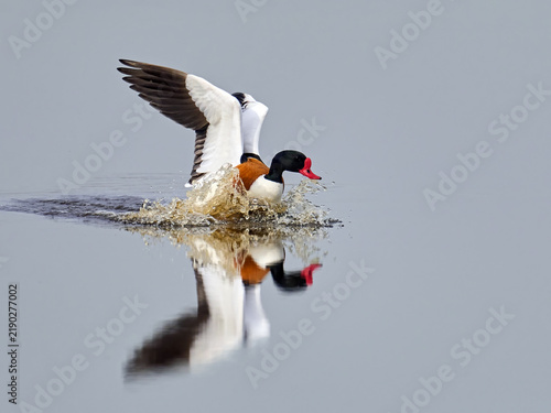 Common shelduck (Tadorna tadorna)