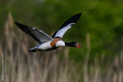 Common shelduck (Tadorna tadorna)