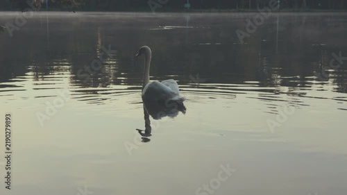 Swan on a lake in early autumn with light fog over the water.