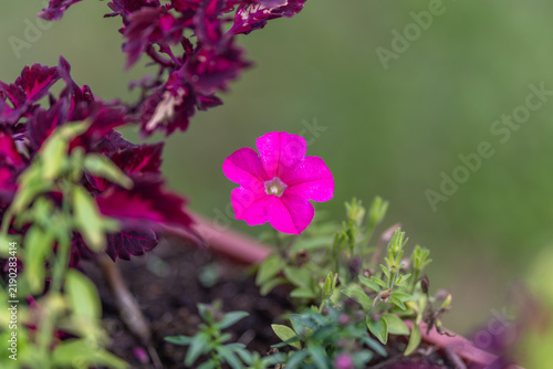 Bright pink flower blooms gracefully among vibrant green plants in a sunny garden setting during a warm afternoon