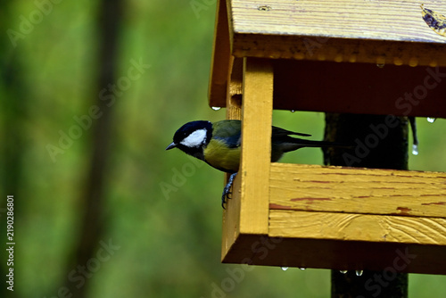 A wild tit at a bird feeder in the forest.