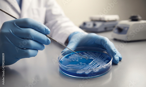 Gloved hands holding inoculating loop streaking bacterial colony Petri dish microbiology diagnostic assay pathology investigation clinical workspace pharmaceutical safety protocol