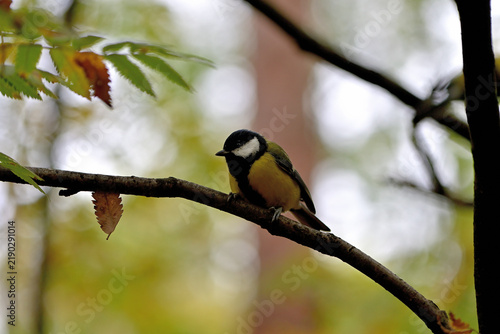 A wild tit sits on a tree branch in an autumn forest.
