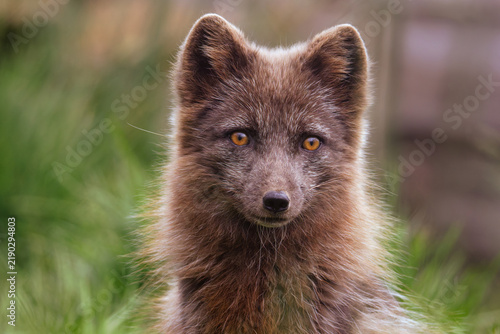 Close-up portrait of a young brown arctic fox, Vulpes lagopus, looking at the camera in soft natural light with a blurred green background.