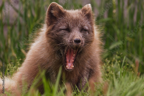 Close view of a young arctic fox, Vulpes lagopus, yawning in green grass with tall reeds in the background, showing a wild animal in a calm natural setting.