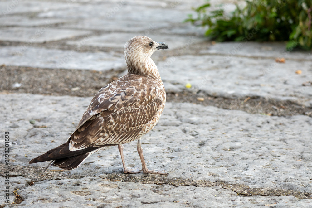 Fototapeta premium Young gull stands on stone pavement