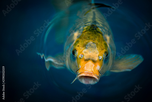 Fotografie Close-up portrait of a koi carp swimming toward the camera in dark blue water