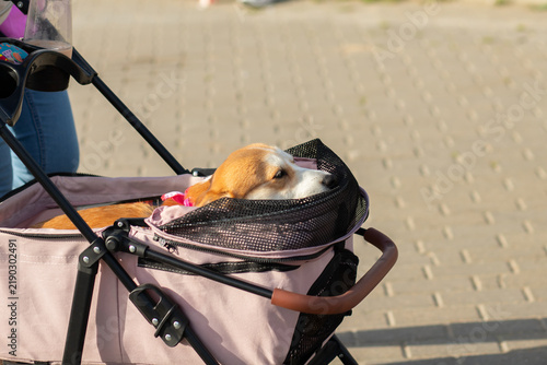 corgi dog rests comfortably inside a pink pet stroller on a paved path, illustrating convenient animal transport, outdoor companionship and generous open copy space