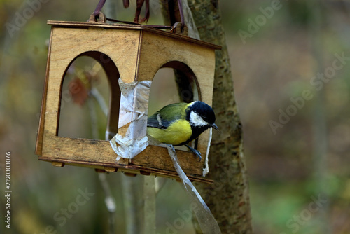 A wild tit at a bird feeder in the forest.