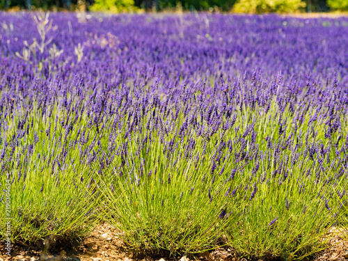 Lavender fields in bloom in Provence