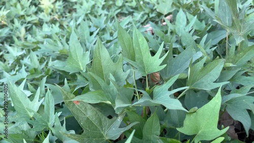 Lush sweet potato plant foliage growing in organic agricultural farm
