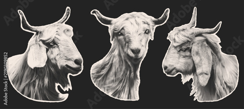 Retro newspaper cutout of goat head with halftone texture. Black and white goat portrait isolated for vintage collage design. Paper cut goats for 2027 New Year, Chinese New year. Vector illustration