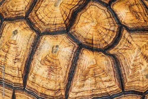 Tortoise shell closeup showing geometric scutes and growth rings nature pattern