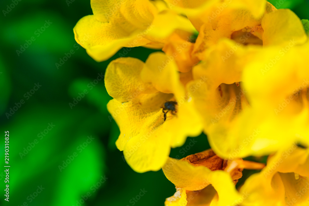 Fototapeta premium Yellow Elder, Yellow Bells, Yellow Trumpet Bush flowers blooming on lush green bush in sunny garden