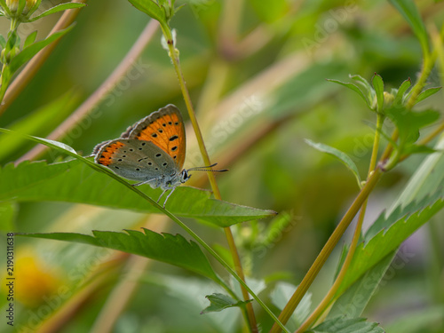 Cuadro en lienzo Large Copper Butterfly on Nodding Bur-Marigold