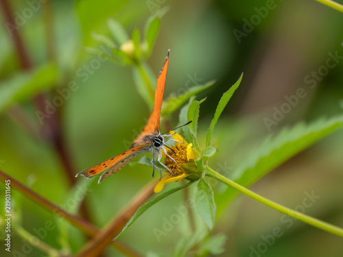 Fotografía Large Copper Butterfly on Nodding Bur-Marigold