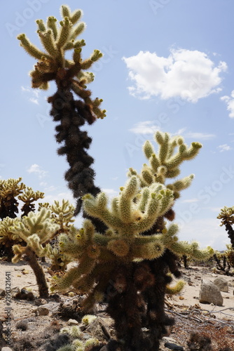 Vertical close up of a jumping cholla cactus or teddy bear cholla cactus (Cylindropuntia bigelovii) in Cholla Cactus Garden, Joshua Tree National Park, California