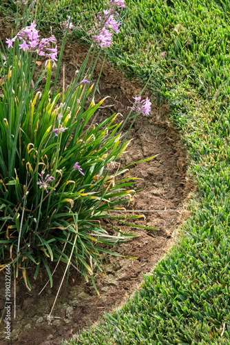 Canvastavla Precisely maintained garden with crisp lawn edging, neat planting, purple flowers and exposed soil creating a clean, orderly landscape