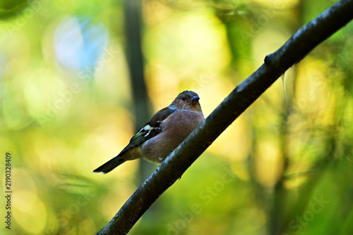 A small chaffinch is sitting on a branch in the forest.