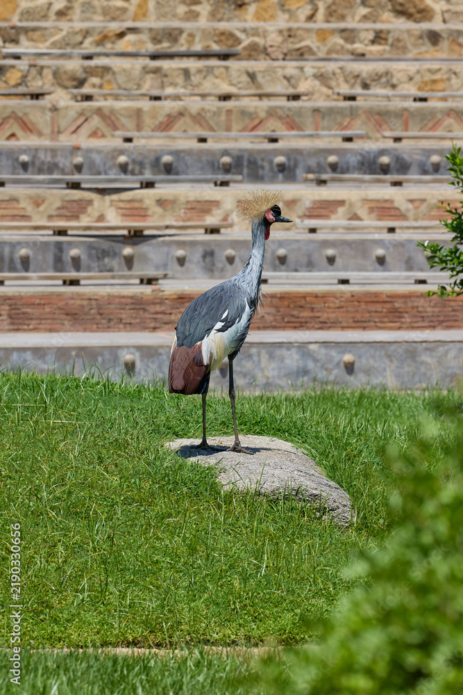 Fototapeta premium Grey crowned crane walking across green grass in sunlight
