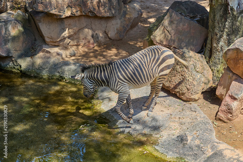 Photography Plains zebra standing beside water in rocky natural enclosure