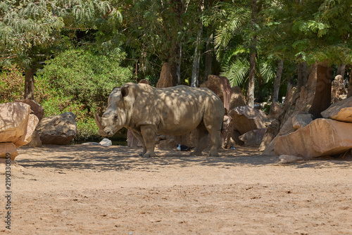 Canvas Print White rhinoceros standing in spacious naturalistic enclosure