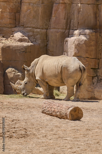 Canvas Print White rhinoceros standing near rocky wall in natural enclosure