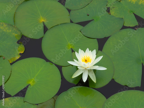 Fotografía White Water Lily Blooming Among Green Lily Pads / 緑の葉に囲まれて咲く白い睡蓮