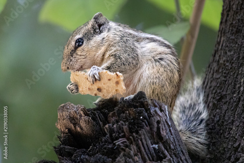 Obraz na plátně Hungry Squirrel Finds Food In the Wild