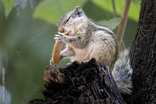 Obraz na plátně Hungry Squirrel Finds Food In the Wild