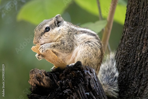 Konstfotografi Hungry Squirrel Finds Food In the Wild