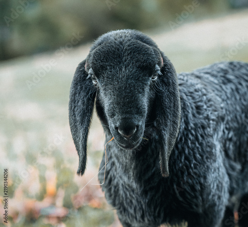 Young sheep on a meadow