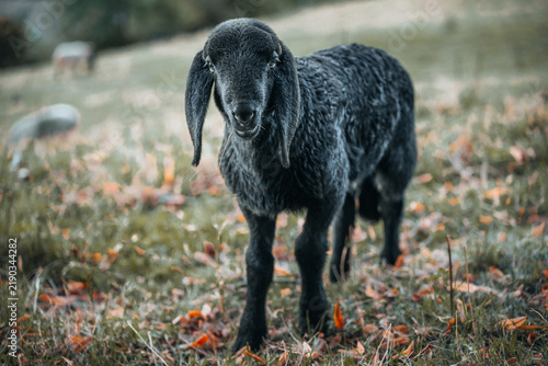 Young sheep on a meadow