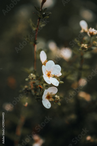Flowers blooming on a rainy day