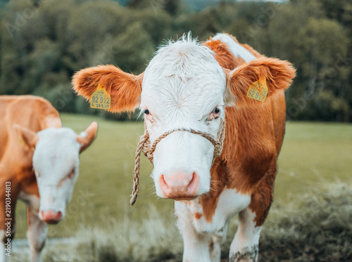 Young Cow on a meadow in the bavarian alps