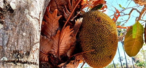 Fotografie Ripe jackfruit growing on a tree trunk surrounded by dry leaves in a tropical en