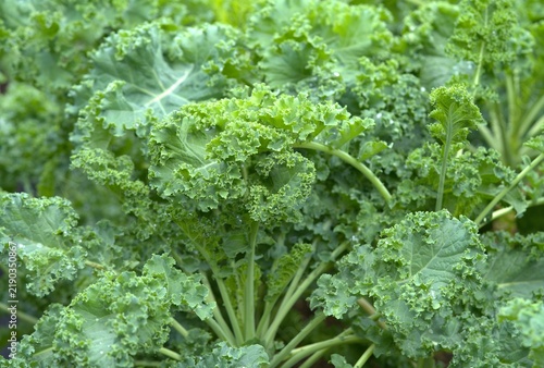Organic fresh kale growing in garden