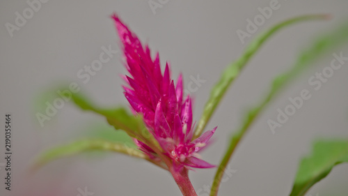 Bright pink celosia flower in close up