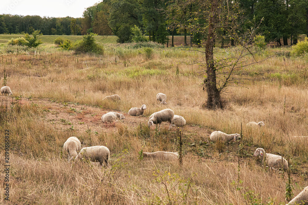 Fototapeta premium Flock of sheep grazing freely across a dry natural pasture with tall grass, scattered shrubs and trees in the countryside.